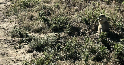 A small animal sits on a patch of dirt surrounded by green plants, holding food in its paws.