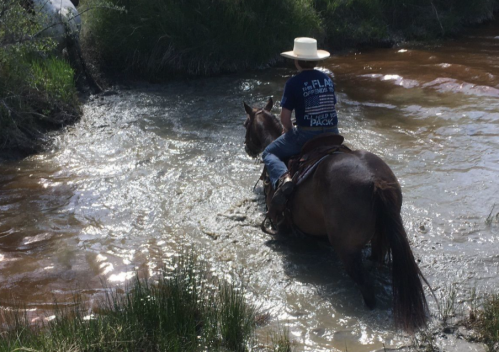 A person on horseback crosses a shallow stream, surrounded by greenery and sunlight.