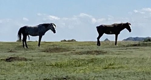 Two horses standing in a grassy field under a clear blue sky, with distant hills in the background.