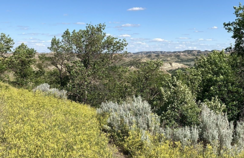 A scenic view of rolling hills and greenery under a blue sky with scattered clouds. Wildflowers in the foreground.