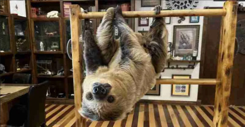 A sloth hanging upside down from a wooden bar in a cozy, decorated room.