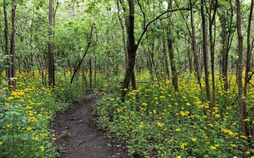 A winding path through a lush green forest filled with vibrant yellow wildflowers.