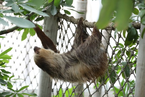 A sloth hanging upside down on a rope, surrounded by green leaves in a natural setting.