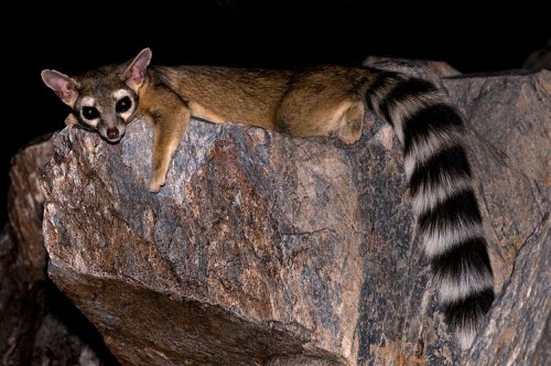 A nocturnal animal with a striped tail rests on a rocky surface, blending into its dark surroundings.