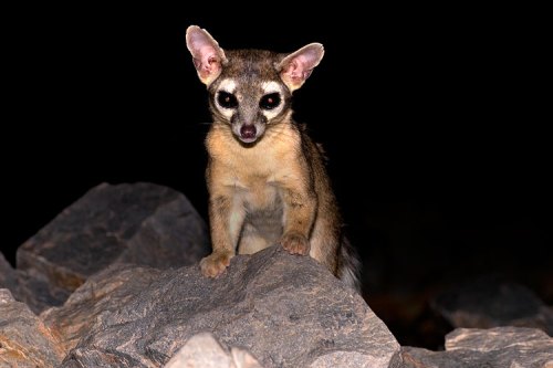 A small, nocturnal mammal with large ears and a slender body perched on a rock in a dark environment.