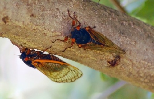 Two cicadas perched on a tree branch, showcasing their distinctive orange markings and transparent wings.