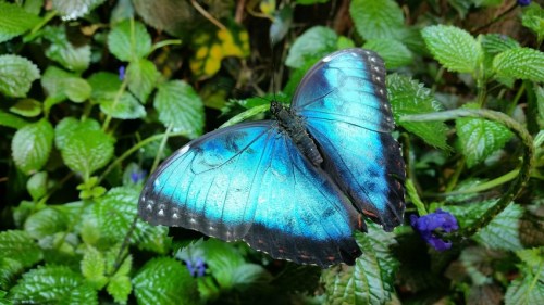 A vibrant blue butterfly perched on green leaves, showcasing its striking wings in a lush environment.