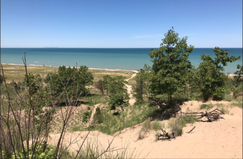A sandy dune landscape with green trees, leading to a calm blue lake under a clear sky.