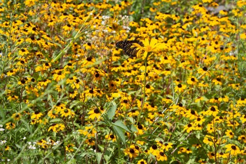 A butterfly perched on a bright yellow flower amidst a field of yellow and black-eyed susan flowers.