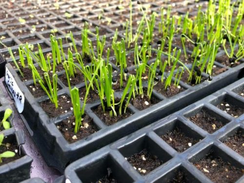 Close-up of small green seedlings growing in black seed trays filled with soil.