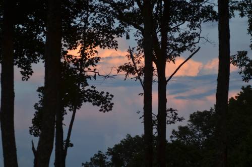 Silhouetted trees against a pastel sky with soft clouds at sunset.