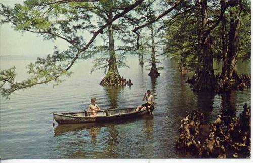 Two people in a canoe on calm water surrounded by cypress trees and their distinctive roots.