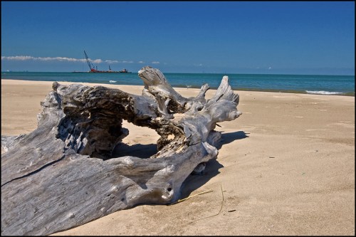A weathered piece of driftwood on a sandy beach, with calm turquoise waters and a distant construction site in the background.