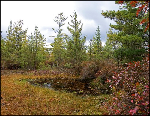 A serene landscape featuring a small pond surrounded by lush greenery and colorful autumn foliage.
