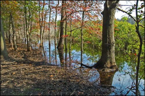 A serene wetland scene with trees reflecting in calm water, surrounded by lush greenery and autumn foliage.