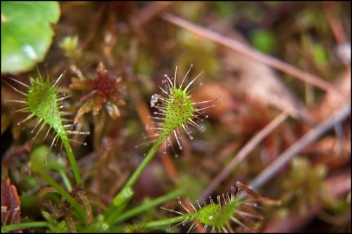 Close-up of green sundew plants with dew droplets on their sticky, spiky leaves, surrounded by moss and foliage.