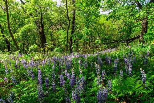 A lush green forest with vibrant purple flowers blooming among ferns and trees.