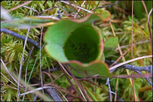 Close-up of a green pitcher plant nestled among moss and dry grass, showcasing its unique tubular shape.
