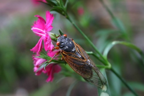 A close-up of a cicada perched on a pink flower, showcasing its detailed wings and vibrant red eyes.