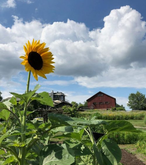 A tall sunflower stands in the foreground with a red barn and blue sky filled with clouds in the background.
