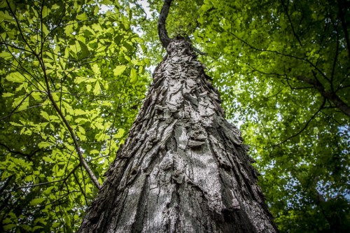 A close-up view of a tall tree trunk, surrounded by vibrant green leaves and branches above.