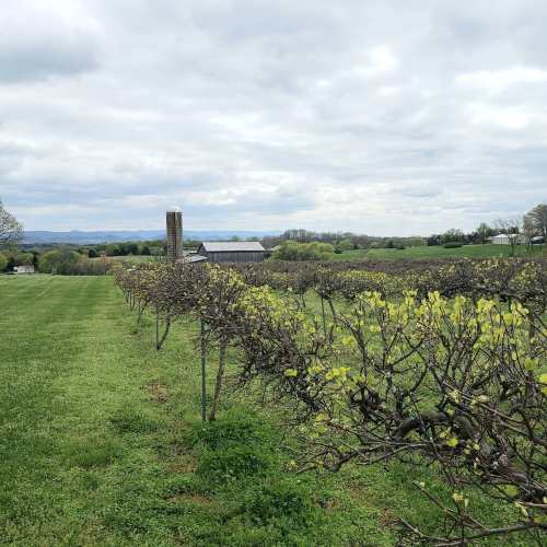 A scenic vineyard with budding vines, green grass, and a cloudy sky in the background, featuring distant hills and a barn.