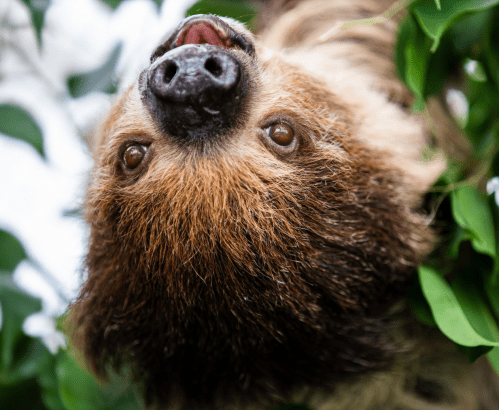 A close-up of a sloth hanging upside down among green leaves, with its eyes wide and a curious expression.