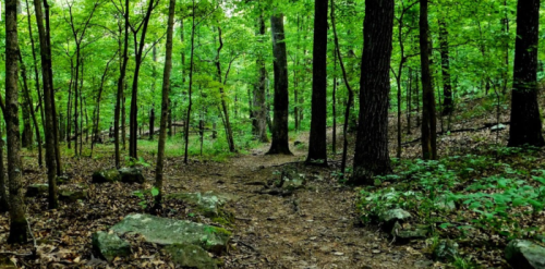 A serene forest path surrounded by lush green trees and scattered rocks, inviting exploration.