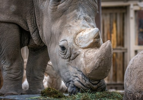 A close-up of a rhinoceros eating hay, showcasing its textured skin and prominent horn.
