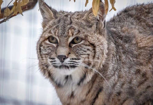 A close-up of a bobcat with distinctive markings, sitting under a tree with yellow leaves.