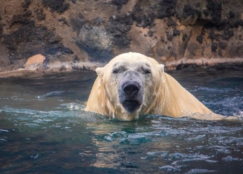 A polar bear swimming in clear water, with rocky terrain in the background.