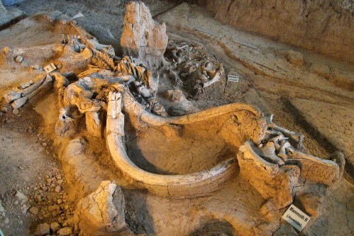 Fossilized dinosaur remains displayed in a paleontological excavation site, showcasing bones and skeletal structures.