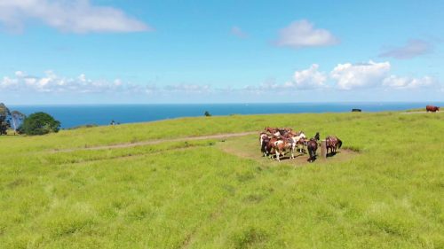 A group of cows stands in a lush green field with a blue ocean and sky in the background.