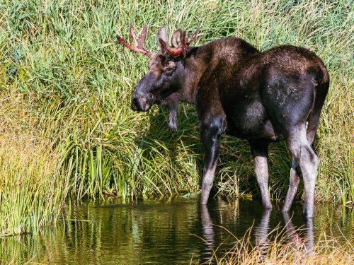 A moose standing in shallow water near tall grass and reeds, reflecting in the calm surface.