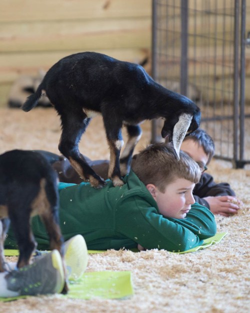 A child lies on the ground while a goat stands playfully on his back, with another child nearby in a barn setting.