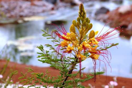A vibrant yellow flower with long red stamens grows near a serene body of water, surrounded by greenery.