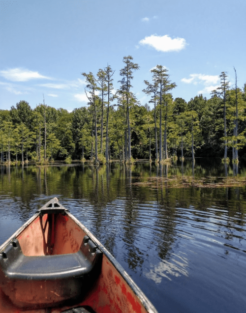 A canoe on calm water, surrounded by tall trees and lush greenery under a clear blue sky.