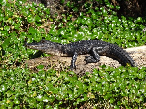 A small alligator resting on a log surrounded by green aquatic plants.