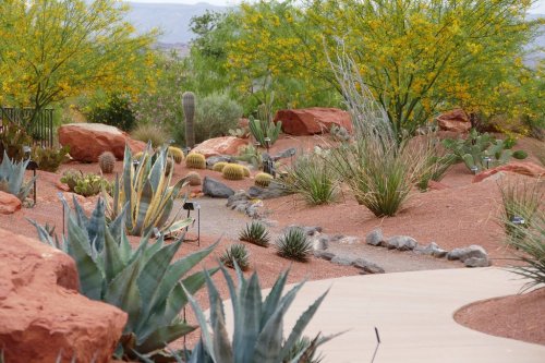 A desert garden featuring various cacti, succulents, and vibrant yellow flowering trees among red rocks and a winding path.