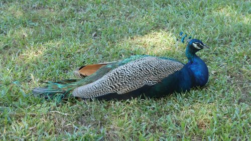 A peacock resting on green grass, showcasing its vibrant blue and green feathers.