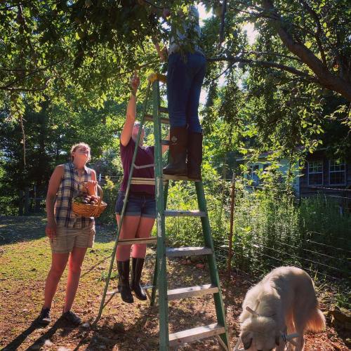 Two people pick fruit from a tree using a ladder while a dog watches in a sunny outdoor setting.