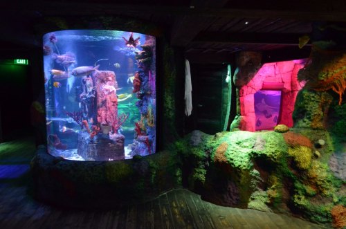 Two aquarium tanks with colorful marine life, surrounded by a rocky, vibrant coral-themed environment.