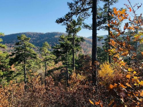 A scenic view of a forest with tall trees and autumn foliage, overlooking rolling hills under a clear blue sky.