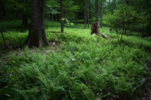 Lush green ferns cover the forest floor, surrounded by trees and a decaying stump in a serene woodland setting.