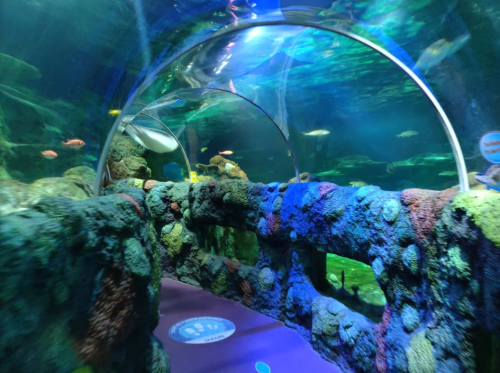 A colorful underwater tunnel with coral-like structures and various fish swimming in a vibrant aquarium setting.