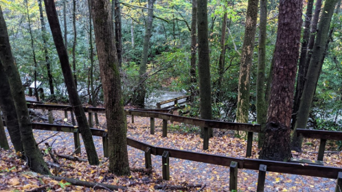 A winding wooden path descends through a forest, surrounded by trees and fallen leaves, leading to a stream below.