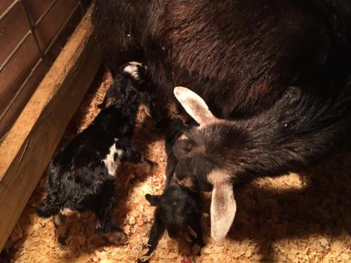 Two baby goats nursing from their mother in a cozy barn setting with straw on the ground.