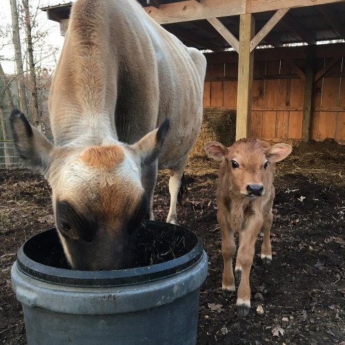 A cow and a calf stand near a feeding bucket in a barn, with straw scattered on the ground.