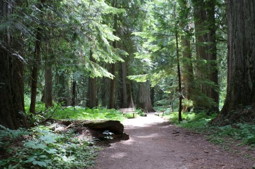 A serene forest path lined with tall trees and lush greenery, leading to a bench in a sunlit clearing.