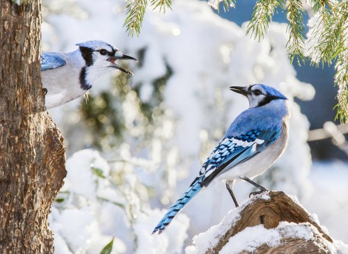 Two blue jays perched on a snowy branch, one calling out while the other looks on, surrounded by winter foliage.